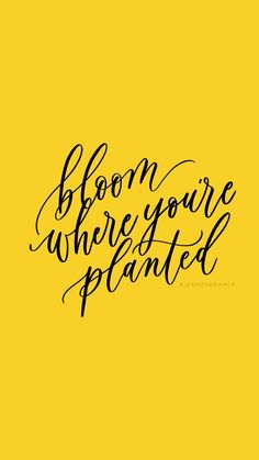 the words bloom where you're planted are in black ink on a yellow background