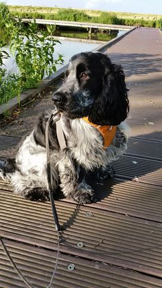 a black and white dog wearing a yellow bandana sitting on a wooden walkway next to water