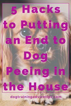 Untitled What To Spray So Dogs Dont Pee, House Smells Like Dog Pee, Dog Training Tips Potty, Stop Dogs From Peeing In House, Dog Tips Life Hacks, Dog Pee Repellent, Cleaning Dog Pee, Pet Urine Smell, Cleaning Pet Urine