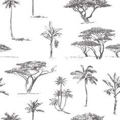 several different types of palm trees on a white background with black and white ink drawing