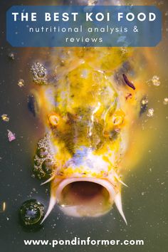 a fish with its mouth open in the water and it's head above water