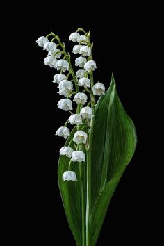 white flowers are in a vase on a black background with long green stems and leaves