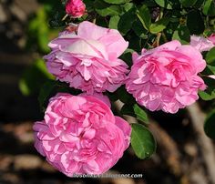 three pink flowers are blooming in the garden