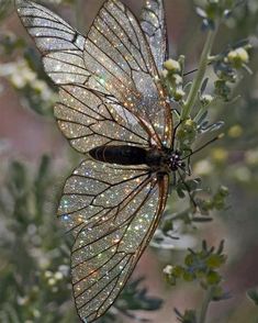 a large insect sitting on top of a plant with lots of water droplets all over it's wings