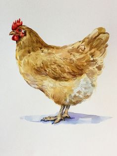 a watercolor painting of a chicken standing on one leg and looking to the side