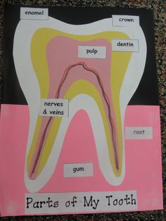 the parts of my tooth are labeled