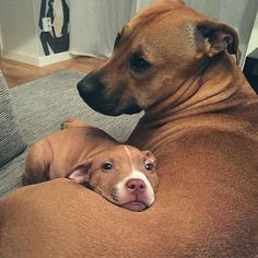 two brown dogs laying on top of a couch