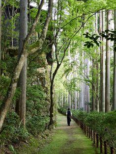 a person walking down a path in the middle of a forest with tall trees on both sides