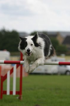 a black and white dog jumping over an obstacle