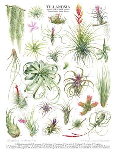 Twenty-four watercolor illustrations of Tillandsiaor Air Plantspecies1Tillandsia usneoides 2Tillandsia tectorum3. Tillandsia albertiana 4. Tillandsia pruinosa 5. Tillandsia cacticola 6. Tillandsia bulbosa 7. Tillandsia velutina8. Tillandsia neglecta 9. Tillandsia fasciculata 10. Tillandsia usneoides 11. Till Plant Leaf Identification, Leaf Identification, Japanese Plants, Plant Identification, Terrarium Plants, Plant Drawing