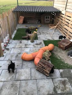 several cats in a backyard area with grass and wooden crates on the ground, including carrots