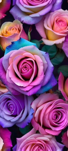 many different colored roses are arranged together