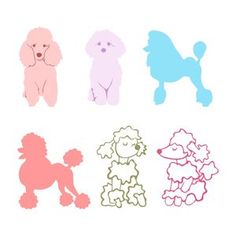 four poodles in different colors on a white background, one is pink and the other is blue