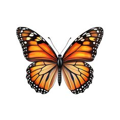 an orange butterfly with black spots on it's wings