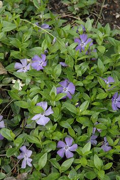 some purple flowers are growing in the grass