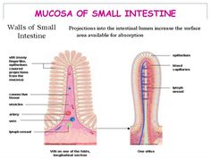 Image result for small bowel enterocyte Longitudinal Section, Lymph Vessels, Essential Tools, Free Training, Make Money, Make Money Online, Money Online, Google Images