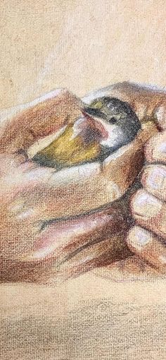 a drawing of two hands holding a small bird