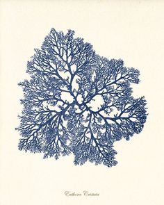 an image of a blue coral on white paper