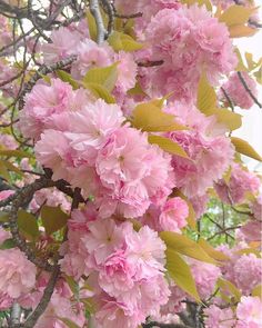 pink flowers blooming on the branches of a tree