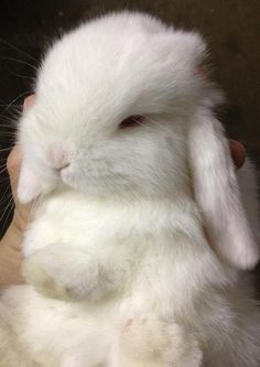 a person holding a white rabbit in their hand