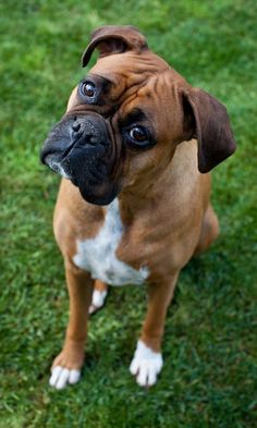 a brown and white dog sitting on top of a lush green field