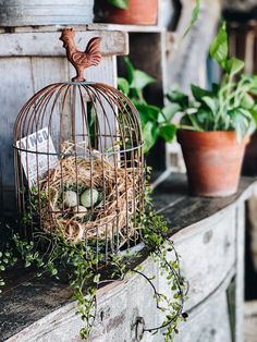 a birdcage with eggs in it sitting on top of a table next to potted plants