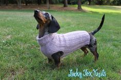 a small dog wearing a sweater in the grass