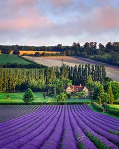 lavender fields in the countryside at sunset, with houses and trees on the other side