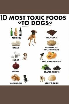 10 most toxic dog foods #inkpixi #personalizedgifts #pets #dogs #dog #food #fruits #vegetables #pets #safe, https://medium.com/p/d0c0192acd76/?food Toxic Foods For Dogs, Dog Remedies, Dog Foods, Dog Behavior Problems, Dog Health Tips, Toxic Foods