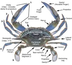 an image of a crab labeled in the body