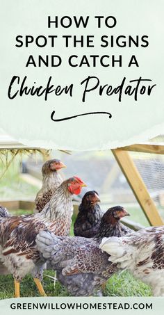 chickens standing in the grass with text overlay how to spot the signs and catch a chicken predator