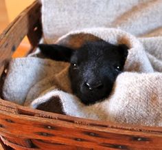 a baby lamb is wrapped up in a blanket inside a wooden basket on the floor