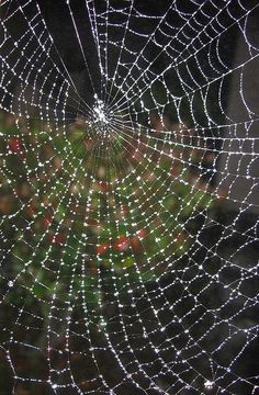 a spider web covered in water droplets