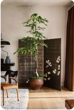 a potted plant sitting on top of a wooden shelf next to a chair and table