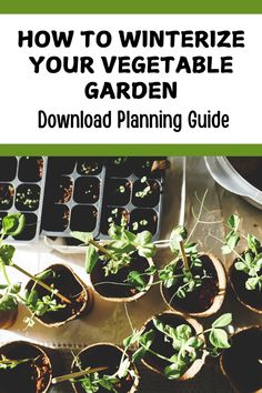 seeding plants in small pots with the title how to winterize your vegetable garden