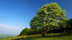 a lone tree on the side of a hill with green grass and trees in the background