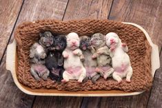 five puppies are in a basket on a wooden floor and one is laying down