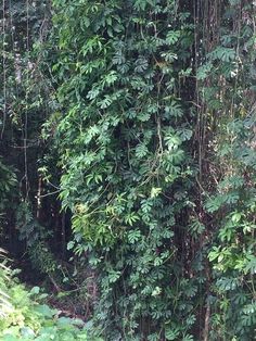 an elephant is standing in the middle of some trees and vines on it's side