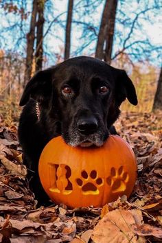 a black dog holding a pumpkin in its mouth