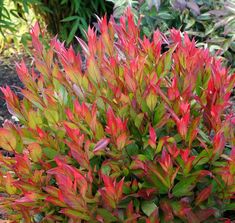 a bush with red and green leaves in the garden