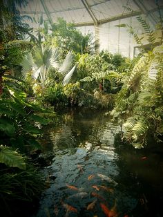 a pond surrounded by lots of plants and trees in the middle of a room filled with water