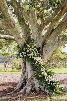 a large tree with white flowers growing out of it's trunk and leaves on the ground