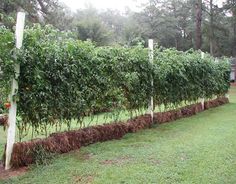 a long row of trees that are in the grass