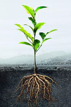 a green plant with roots in the ground