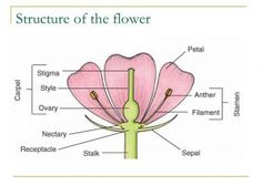 the structure of a flower with labels