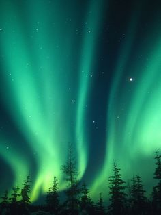 green and blue aurora bores in the night sky above pine trees with stars on them