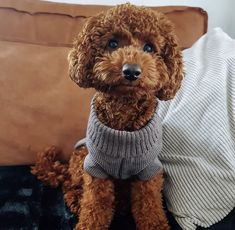 a brown poodle sitting on top of a couch wearing a gray sweater and looking at the camera