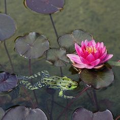 a pink flower sitting on top of a lily pad