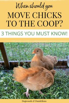 two chicks in a mobile chicken coop Chook House, Happy Chickens, Brooder Box, Chicken Brooder, Chicken Supplies, Homestead Animals, Baby Chicks Raising, Poultry Farming