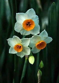 three white and orange flowers with green stems